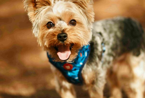 Essential Nutrients for Dogs